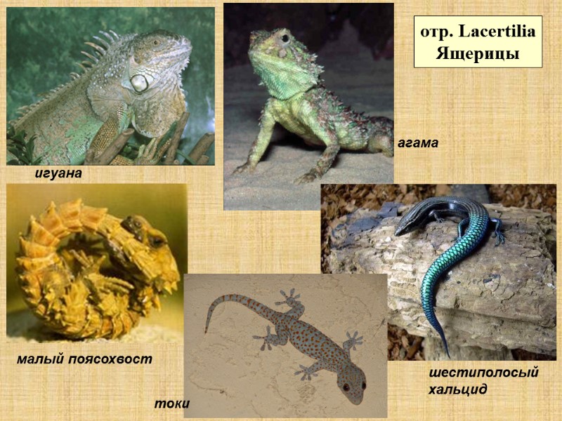 отр. Lacertilia Ящерицы малый поясохвост шестиполосый хальцид токи агама игуана